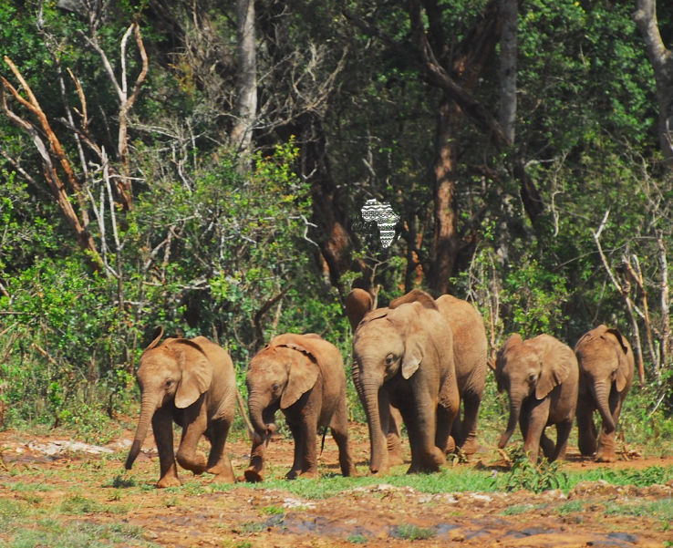 Baby elephants marching