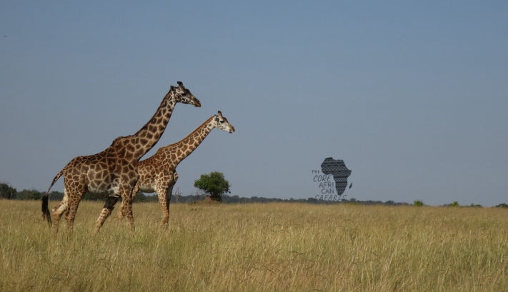 giraffe in the savannah