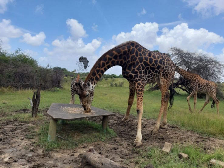 giraffe feeding in the zoo
